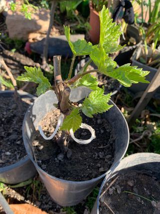 Parra de uva blanca sin pepita en maceta muy dulce