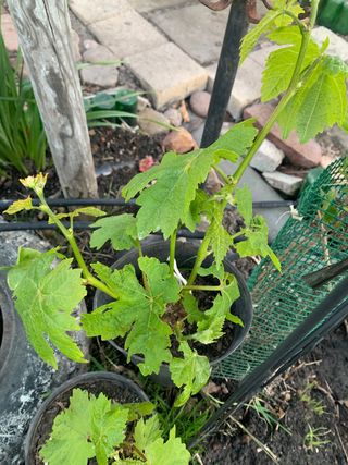 Parra de uva blanca sin pepita en maceta muy dulce