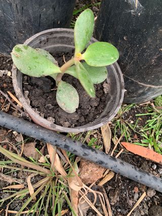 Planta Árbol de la suerte