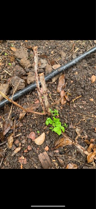 Plantas de frambuesas