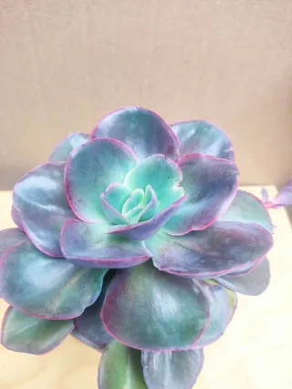 Echeverría Colección 15 cm , maceta cerámica