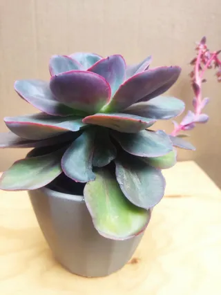 Echeverría Colección 15 cm , maceta cerámica