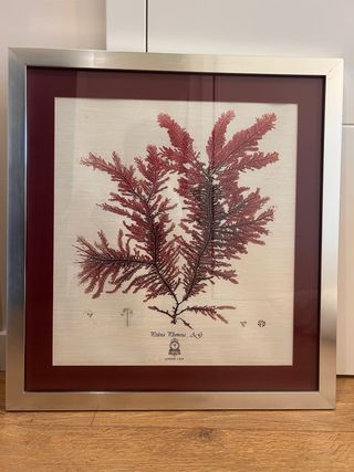 Juego 2 cuadros botánicos marinos