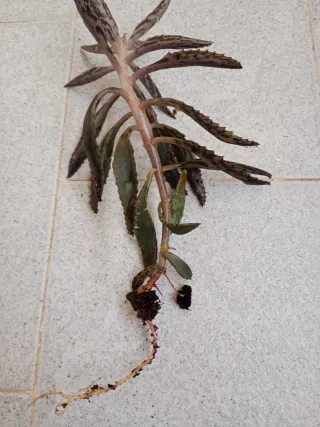 Pianta grassa con radici kalaonchoe daigremontiana