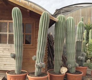 Pachycereus pringlei o CARDÓN GIGANTE