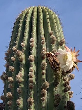 Pachycereus pringlei o CARDÓN GIGANTE
