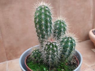 Pachycereus pringlei o CARDÓN GIGANTE