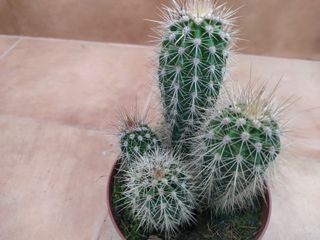 Pachycereus pringlei o CARDÓN GIGANTE