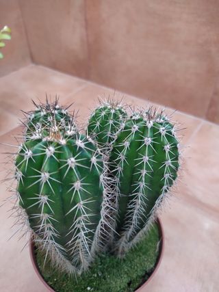Pachycereus pringlei o CARDÓN GIGANTE
