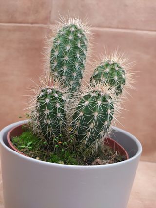 Pachycereus pringlei o CARDÓN GIGANTE