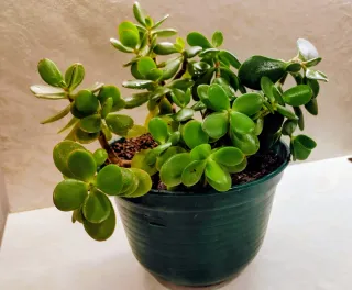 Planta Jade (Crassula ovata)