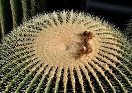 Echinocactus grusonii o ASIENTO DE SUEGRA