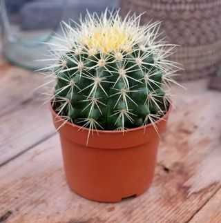 Echinocactus grusonii o ASIENTO DE SUEGRA