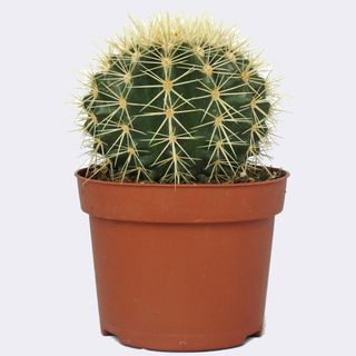 Echinocactus grusonii o ASIENTO DE SUEGRA