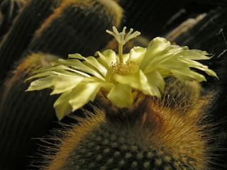 Eriocactus Leninghausii o ANTORCHA DORADA
