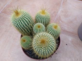 Eriocactus Leninghausii o ANTORCHA DORADA