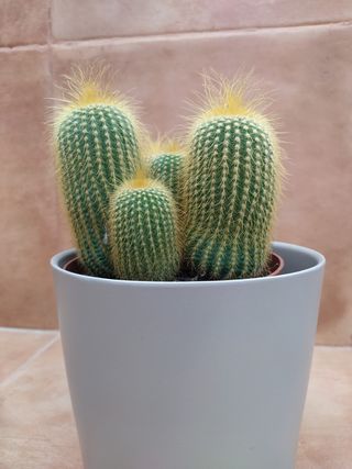 Eriocactus Leninghausii o ANTORCHA DORADA