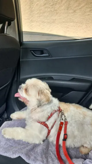 Hola! Soy Karina, paseadora y cuidadora de mascota