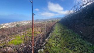 Terreno en venta en Santa Úrsula