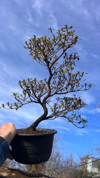 PRE-BONSAI AZALEA IMPORT. JAPONESA DOS COLORES