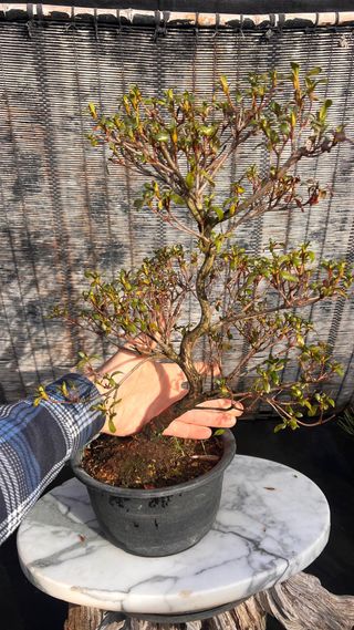 PRE-BONSAI AZALEA IMPORT. JAPONESA DOS COLORES