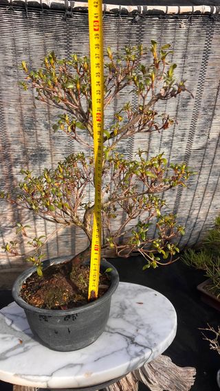 PRE-BONSAI AZALEA IMPORT. JAPONESA DOS COLORES