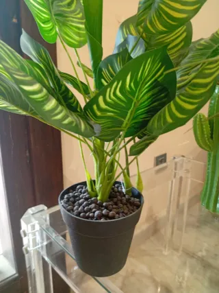 Planta decorativa hojas verdes y amarillas