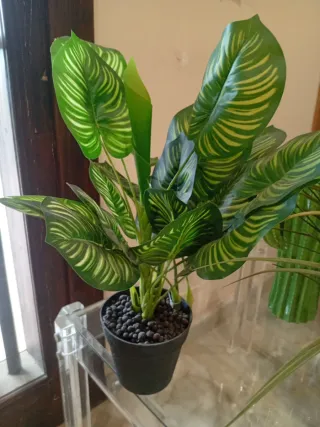 Planta decorativa hojas verdes y amarillas