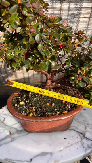BONSAI AZALEA HOJA Y FLOR PEQUEÑA ROJA