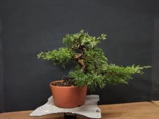 Bonsai Junípero Kishu de 9 a 12 años desde 85€