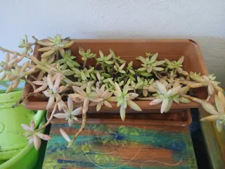 Maceta con plantas suculentas variadas