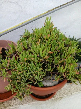 Maceta con plantas suculentas variadas