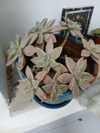 Maceta con plantas suculentas variadas