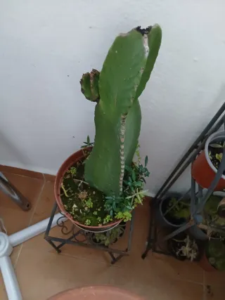 Maceta con plantas suculentas variadas