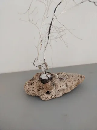 Gorgonia con peana de piedra