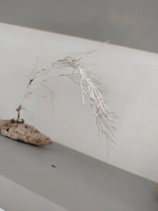 Gorgonia con peana de piedra