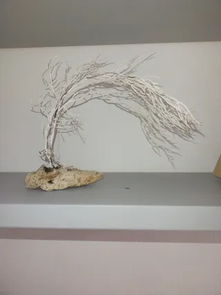 Gorgonia con peana de piedra