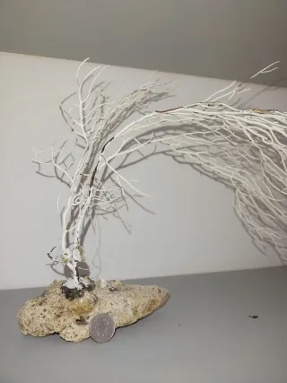 Gorgonia con peana de piedra