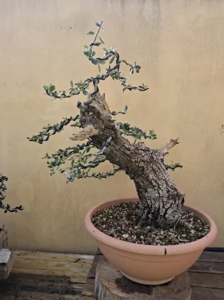 Acebuche bonsai