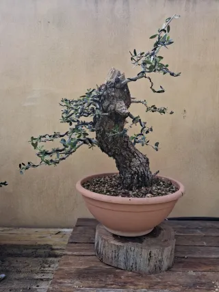 Acebuche bonsai