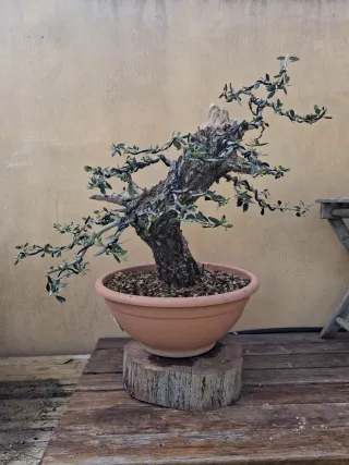 Acebuche bonsai