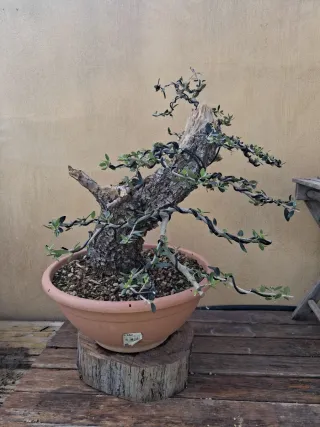 Acebuche bonsai
