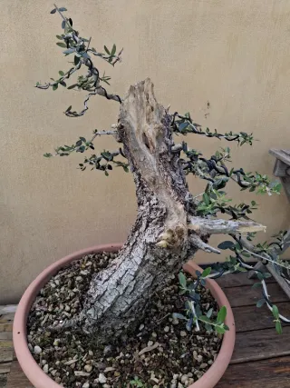 Acebuche bonsai