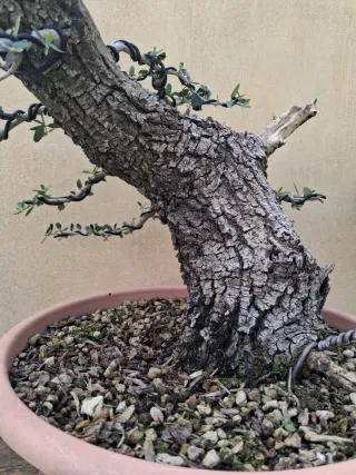 Acebuche bonsai
