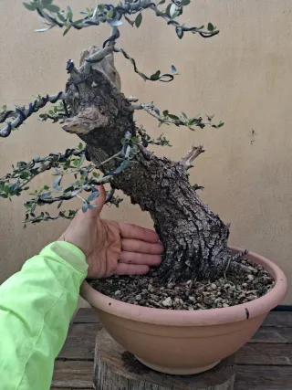 Acebuche bonsai
