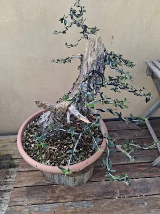 Acebuche bonsai