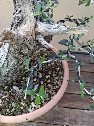 Acebuche bonsai