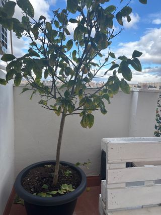 Limonero grande en maceta