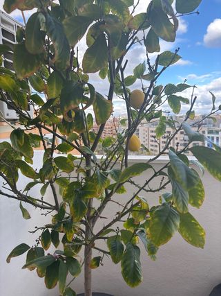 Limonero grande en maceta