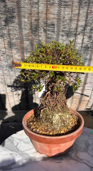 BONSAI AZALEA HOJA Y FLOR DIMINUTA IMORT. JAPON